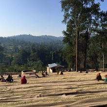 Load image into Gallery viewer, Ethiopian - Guji